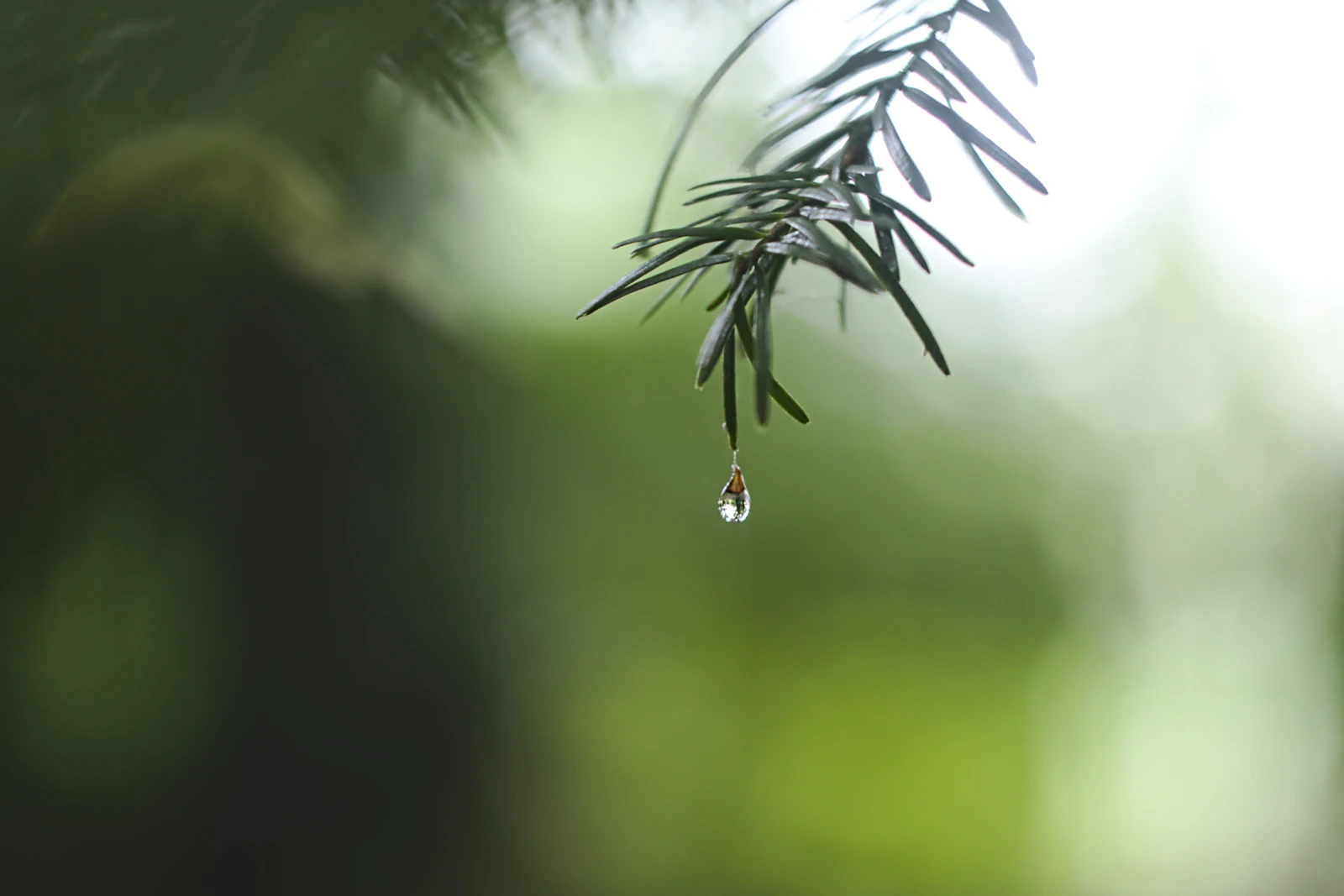 A dewy green leaf — nature's moisture barrier